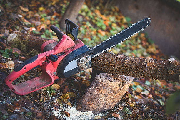 How Our Tree Care Process Works  in  Sonoma, CA